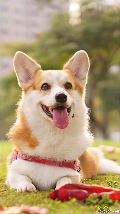 宠知识丨蜜桃臀，小短腿—威尔士柯基犬