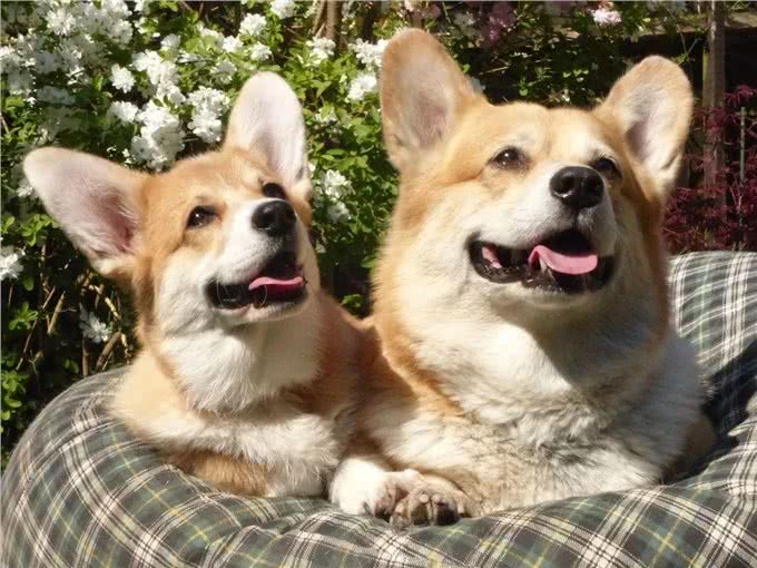 宠知识丨蜜桃臀，小短腿—威尔士柯基犬