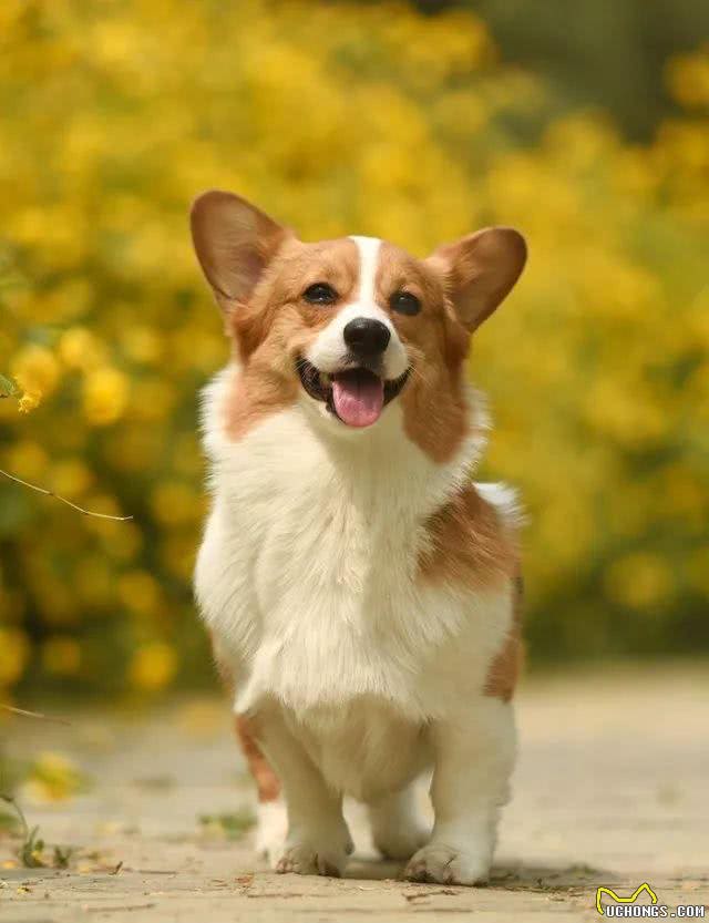 宠知识丨蜜桃臀，小短腿—威尔士柯基犬