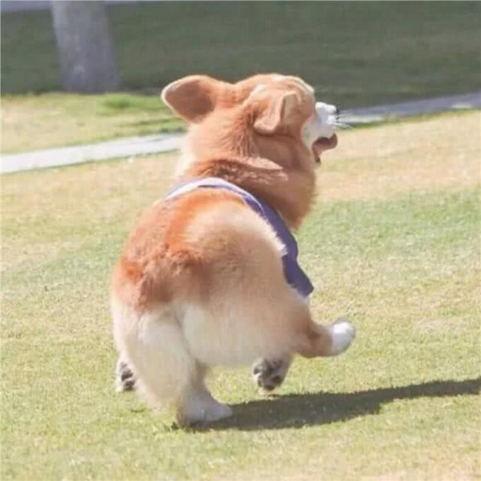 宠知识丨蜜桃臀，小短腿—威尔士柯基犬