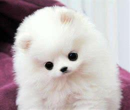 挑选博美犬必须注意这3个方面!