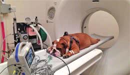 科学家们命名了比其他犬种更早患癌症的犬种