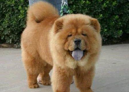 宠物犬是宠物店最大消费主力,为什么很多宠物店将松狮犬拒之门外