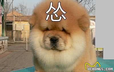 宠物犬是宠物店最大消费主力,为什么很多宠物店将松狮犬拒之门外