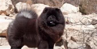 宠物犬是宠物店最大消费主力,为什么很多宠物店将松狮犬拒之门外