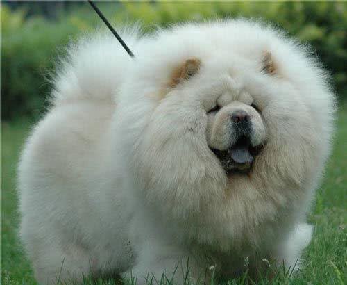 宠物犬是宠物店最大消费主力,为什么很多宠物店将松狮犬拒之门外