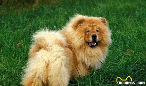 宠物犬是宠物店最大消费主力，为什么很多宠物店将松狮犬拒之门外