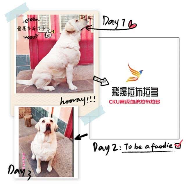 拉布拉多英系美系正确认知