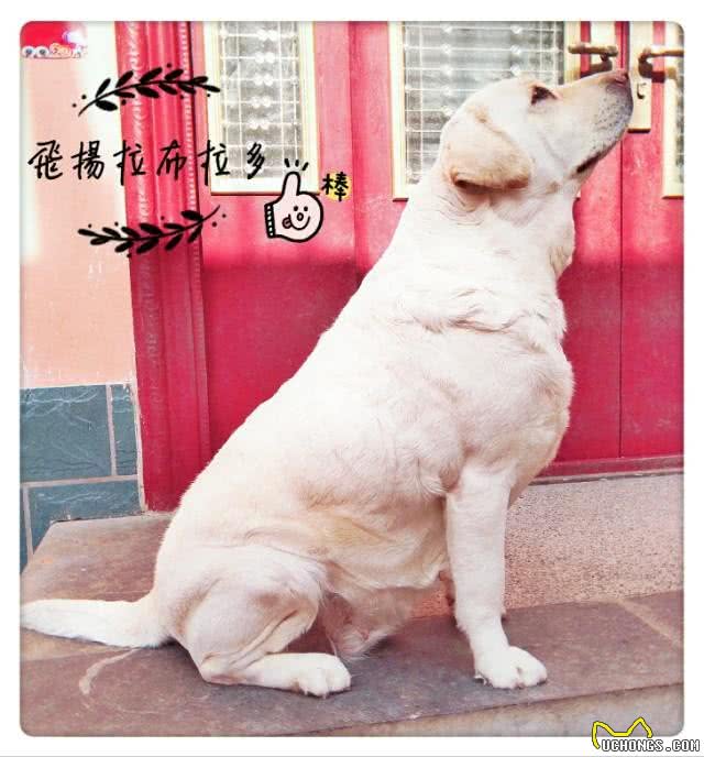 拉布拉多英系美系正确认知