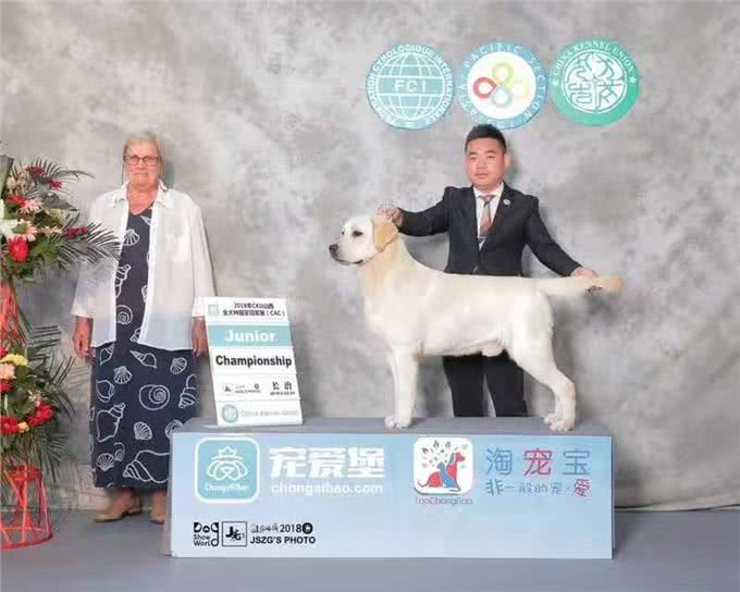 拉布拉多英系美系正确认知