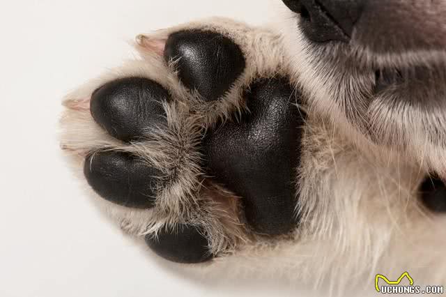 在狗眼里,你总是摸狗爪子,代表什么意思?