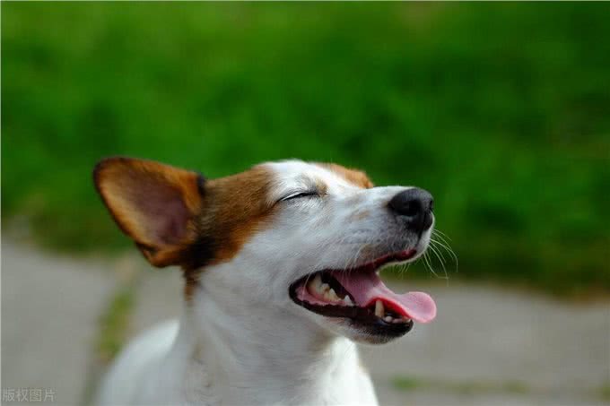 在狗眼里,你总是摸狗爪子,代表什么意思?