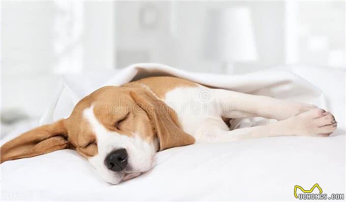 在狗眼里,你总是摸狗爪子,代表什么意思?