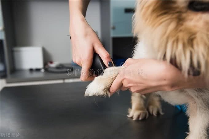 在狗眼里,你总是摸狗爪子,代表什么意思?