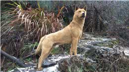 中华田园犬差点濒危，日本柴犬身价却达16万，为何相差如此巨大?