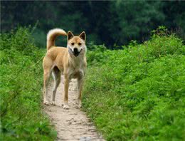中国不仅仅只有中华田园犬，最后一个你可能听过但绝对没见过