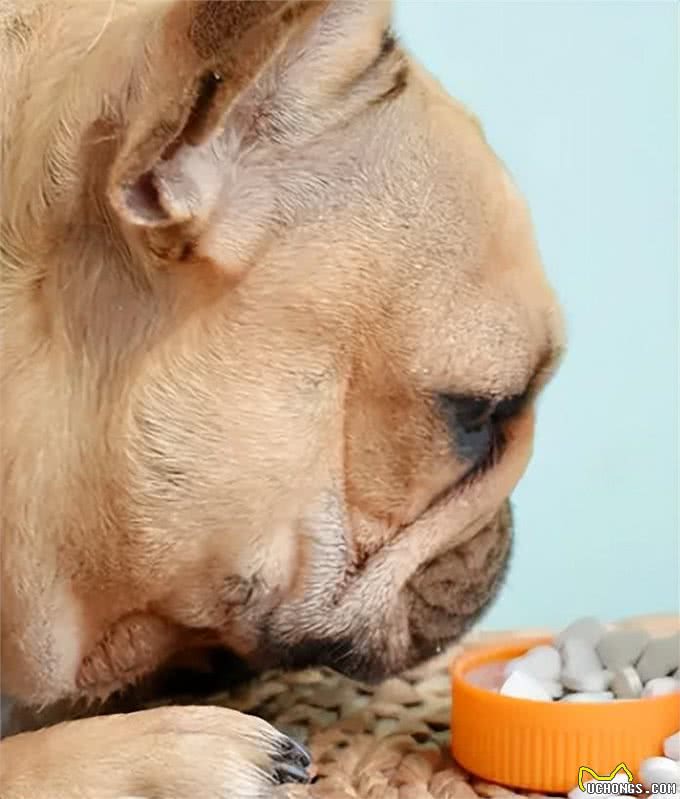 狗狗怀孕啦，快这样照顾它