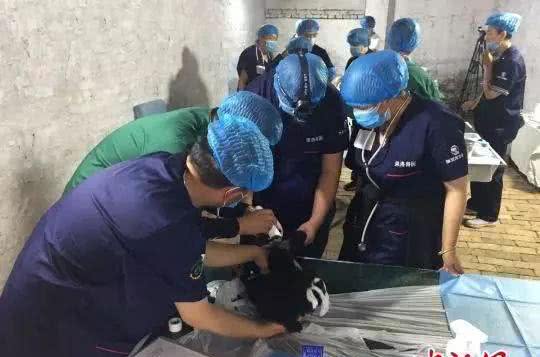 最严养狗令正式实施!违者，狗没收，人罚款