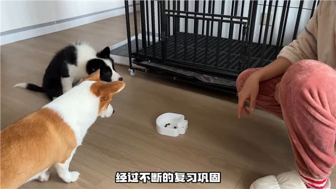 别说套牵引绳了，衣服胸背都能自己穿—如何训练小狗