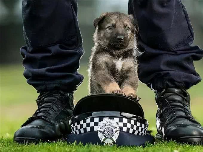 狗狗当警犬需要满足的5个条件，缺一不可