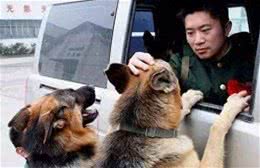 狗狗当警犬需要满足的5个条件，缺一不可