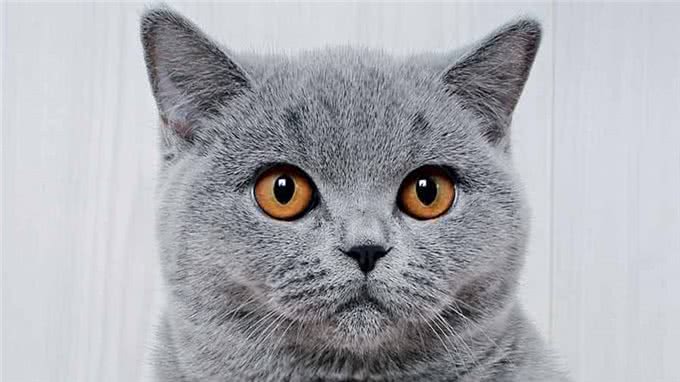 养猫也有智商税!纯种猫就是最大的智商税