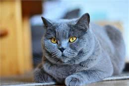 养猫也有智商税!纯种猫就是最大的智商税