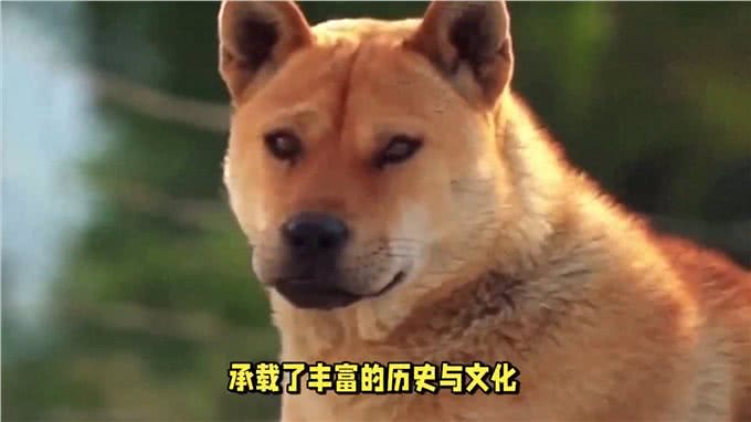 中华田园犬:是所有宠物狗的祖先之一?