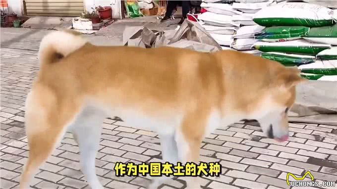 中华田园犬:是所有宠物狗的祖先之一?