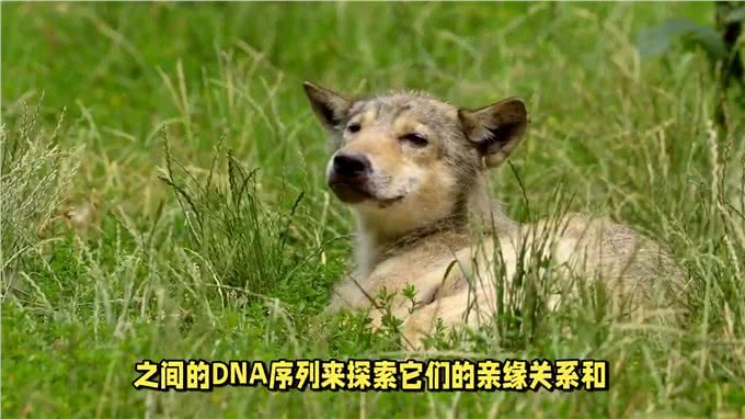 中华田园犬:是所有宠物狗的祖先之一?
