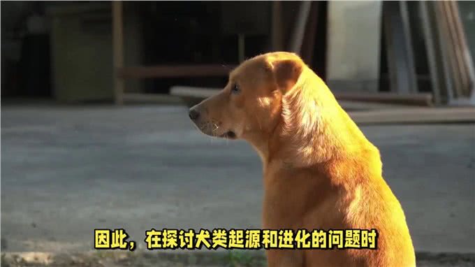 中华田园犬:是所有宠物狗的祖先之一?
