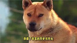 中华田园犬:是所有宠物狗的祖先之一?
