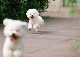 养宠经验：比熊幼犬适合吃什么