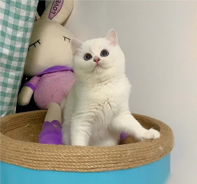 这几种猫真的通人性，养到一只，你就偷笑吧!
