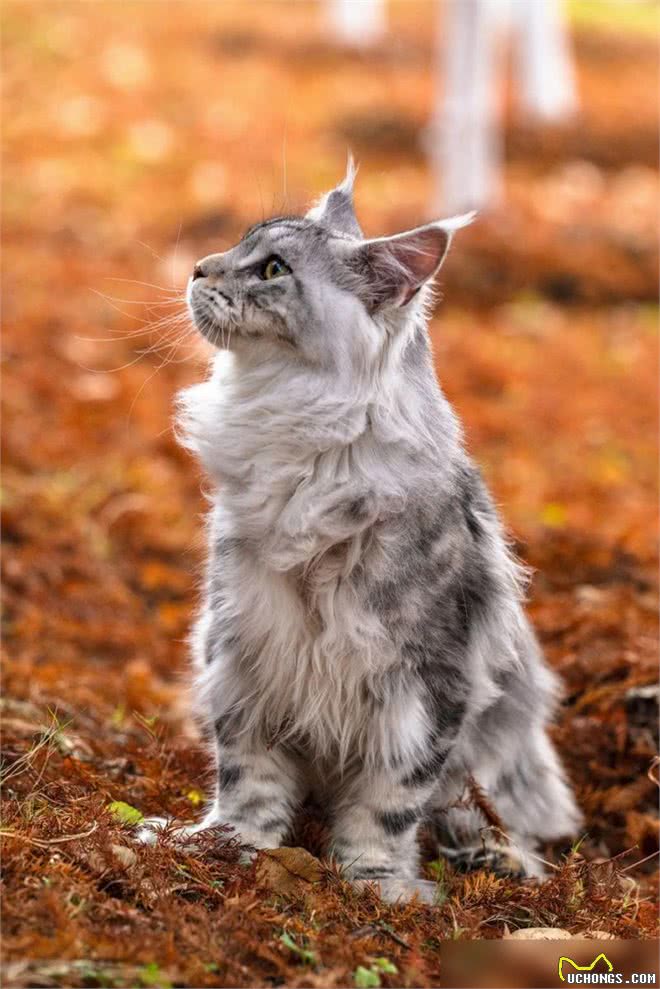 这几种猫真的通人性，养到一只，你就偷笑吧!
