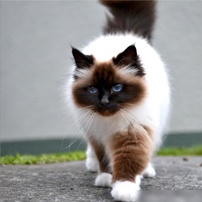 这几种猫真的通人性，养到一只，你就偷笑吧!