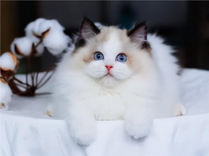 这几种猫真的通人性，养到一只，你就偷笑吧!