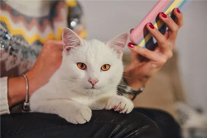 这几种猫真的通人性，养到一只，你就偷笑吧!