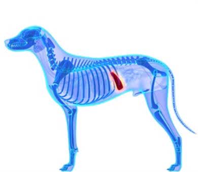 罕见的犬脾脏扭转是什么病?为何特别青睐大型犬种?