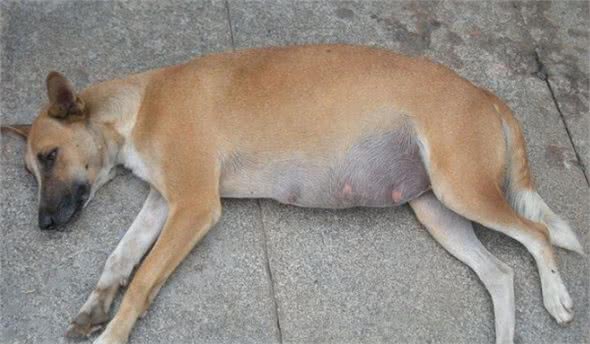 罕见的犬脾脏扭转是什么病?为何特别青睐大型犬种?