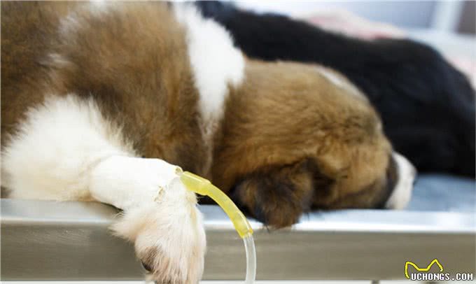 罕见的犬脾脏扭转是什么病?为何特别青睐大型犬种?