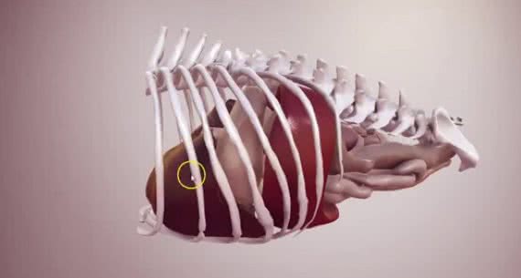 罕见的犬脾脏扭转是什么病?为何特别青睐大型犬种?
