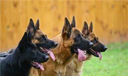 罕见的犬脾脏扭转是什么病?为何特别青睐大型犬种?