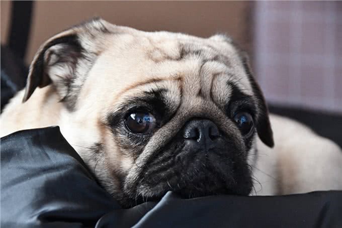 体味大的几种狗,做好洗护,依旧有味