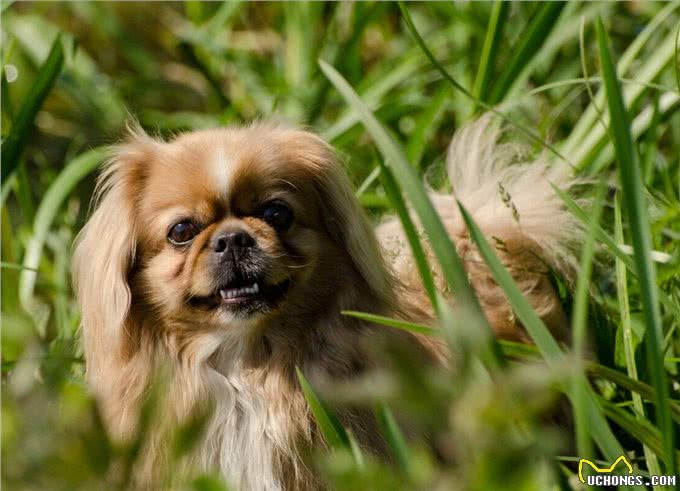 体味大的几种狗,做好洗护,依旧有味