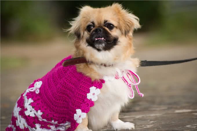 体味大的几种狗，做好洗护，依旧有味