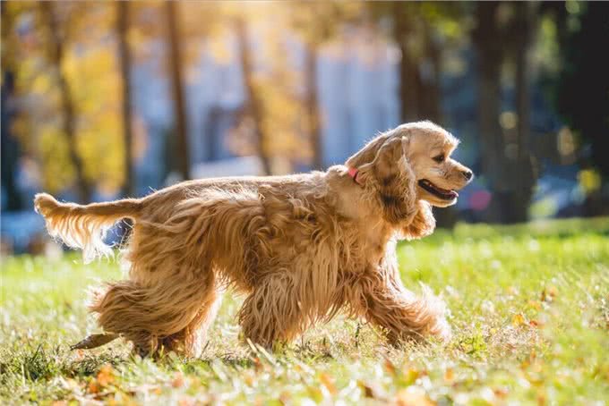 体味大的几种狗,做好洗护,依旧有味