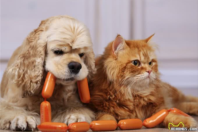 体味大的几种狗，做好洗护，依旧有味