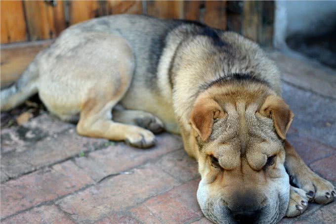 体味大的几种狗,做好洗护,依旧有味