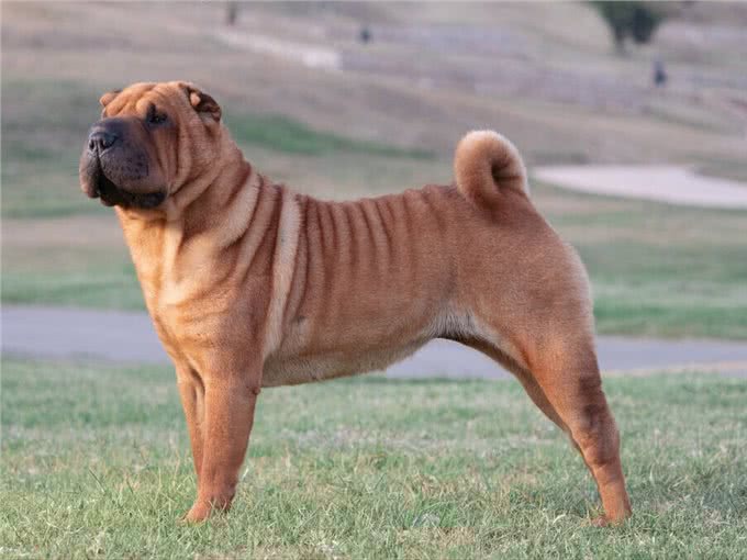 体味大的几种狗,做好洗护,依旧有味